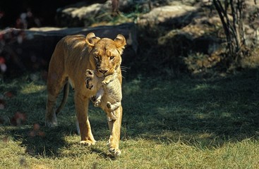 African Lion, panthera leo, Mother carrying Cub in its Mouth