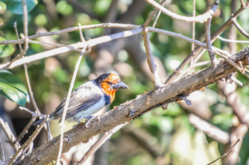 Black collared Barbet perched on a tree in a garden Johannesburg