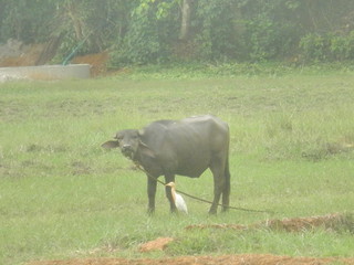 buffalo in the river