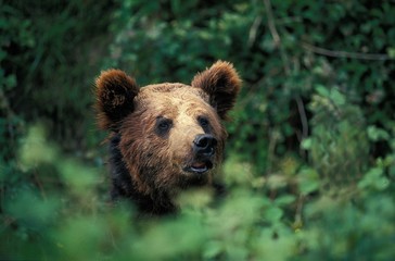 Brown Bear, ursus arctos, Head emerging from Bush