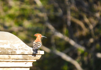 Beautiful African Hoopoe isolated and single also known as Upupa epops is not a social bird