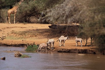 Fototapeta na wymiar Beisa Oryx, oryx beisa, Group drinking at River, Samburu Park in Kenya