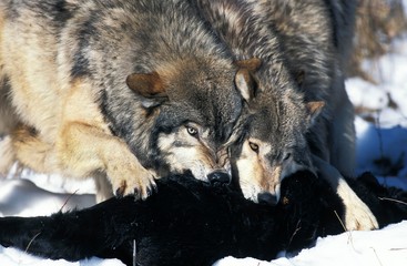 North American Grey Wolf, canis lupus occidentalis, Adults on a Kill, Canada