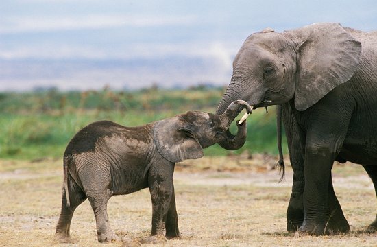 African Elephant, loxodonta africana, Femand and Calf, Masai Mara park in Kenya