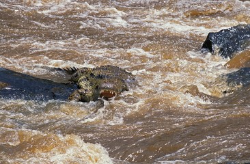 Nile Crocodile, crocodylus niloticus, standing in River, Masai Mara Park in Kenya