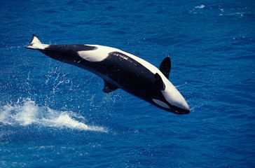 Killer Whale, orcinus orca, Adult breaching