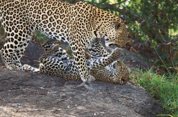 Fototapeta na wymiar Leopard, panthera pardus, Mother and Cub playing, Nakuru parc in Kenya