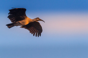 Obraz premium Hadada Ibis or Hadeda known as Bostrychia hagedash makes loud note and is a native of sub saharan Africa