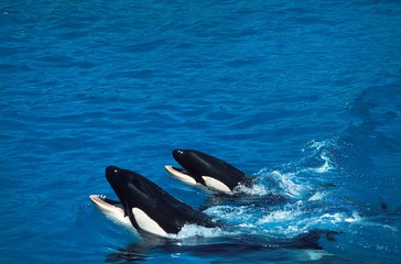 Killer Whale, orcinus orca, Head Mother and Calf emerging at surface