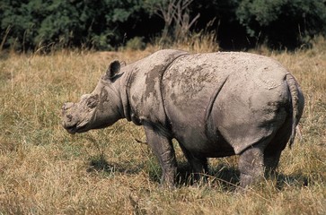 Sumatran Rhinoceros, dicerorhinus sumatrensis