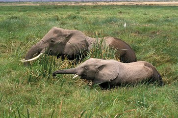 Naklejka na ściany i meble African Elephant, loxodonta africana, Mother and Calf in Swamp, Masai Mara park in Kenya