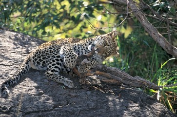 Leopard, panthera pardus, Cub playing, Nakuru parc in Kenya