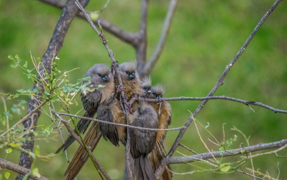 Speckled Mousebird (colius Striatus) Also Known As Backyard Bird Is A Frugivore Bird