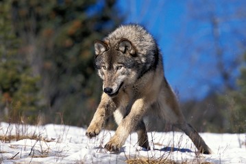 North American Grey Wolf, canis lupus occidentalis, Adult running on Snow, Canada