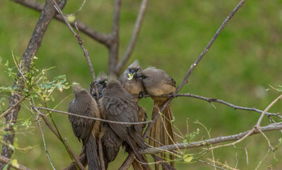 Speckled mousebird (colius striatus) also known as backyard bird is a frugivore bird