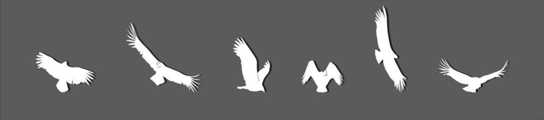 Set of flying bird icon design templates with various models in ink sketch style with white color. vector illustration