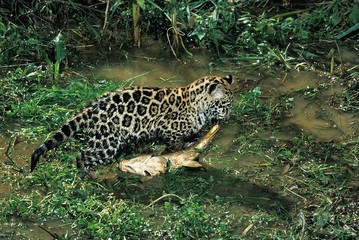 Fototapeta na wymiar Jaguar, panthera onca, Cub carrying Fish