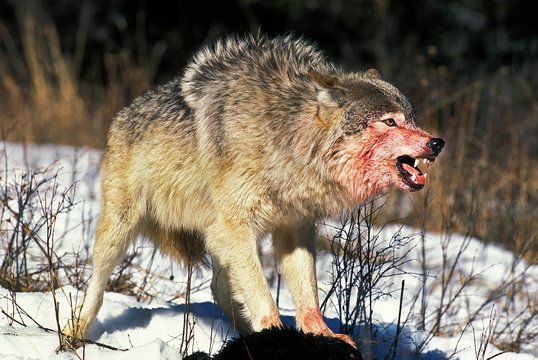 North American Grey Wolf, canis lupus occidentalis, Adult on a Kill, Bloody Face, Canada