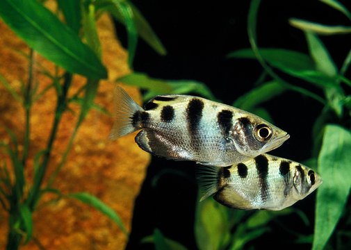 Archer Fish, toxotes jaculatrix