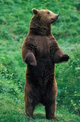 Brown Bear, ursus arctos, Adult standing on Hind Legs
