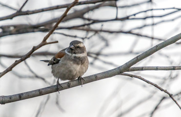 Common house sparrow perched in an urban garden in South Africa