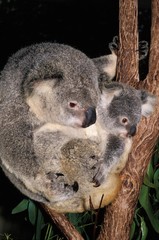 Koala, phascolarctos cinereus, Mother and Joey