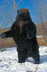 Kodiak Bear, ursus arctos middendorffi, Adult standing on Hind Legs, Alaska