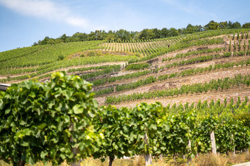 Fototapeta na wymiar a typical vineyard in radebeul