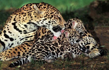 Fototapeta na wymiar Jaguar, panthera onca, Mother Licking Cub