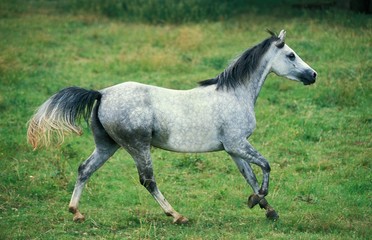 Fototapeta na wymiar Shagya Horse, Adult Trotting