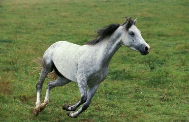Fototapeta na wymiar Shagya Horse, Adult Galloping