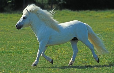 Fototapeta na wymiar White Shetland Pony Trotting