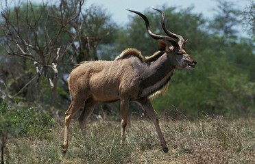 Naklejka na ściany i meble Greater Kudu, tragelaphus strepsiceros, Male, Kenya