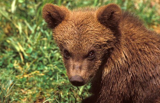 Brown Bear, ursus arctos, Portrait of Cub