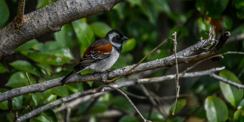 Common house sparrow perched in an urban garden in South Africa