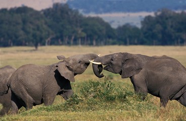 Naklejka na ściany i meble African Elephant, loxodonta africana, Calves playing, Masai Mara park in Kenya