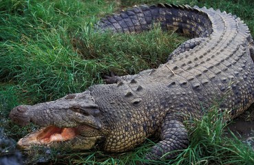 Australian Saltwater Crocodile or Estuarine Crocodile, crocodylus porosus, Adult with Open Mouth Regulating Body Temperature, Australia