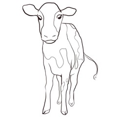 Hand drawn illustration of cow and calf