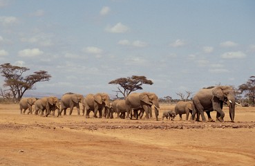 African Elephant, loxodonta africana, Herd at Masai Mara park in Kenya