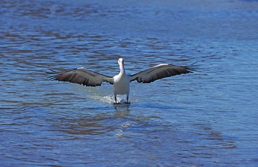 Fototapeta na wymiar Australian Pelican, pelecanus conspicillatus, Adult Landing on Water, Australia