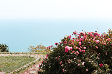 A terrace of a park with plants trees and flowers with a panoramic view of the mediterranean sea (Pesaro, Italy, Europe)