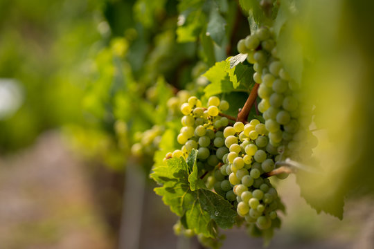 a Saxonian vineyard in radebeul
