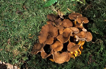Autumn Chanterelle, cantharellus tubiformis, Edible Mushrooms