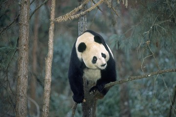 Giant Panda, ailuropoda melanoleuca, Wolong Reserve in China