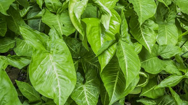 Footage 4k Hyperlapse, Fresh green leaves on a tree sway in the wind, Beautiful background pattern of green leaves, Lush foliage, greenery in a paradise garden. Abstract natural dark green jungle.