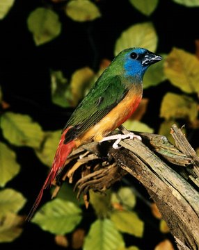 Erythrura Images Browse 714 Stock Photos, Vectors, and Video Adobe