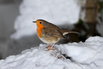 European Robin, erithacus rubecula, Adult standing on Snow, Normandy