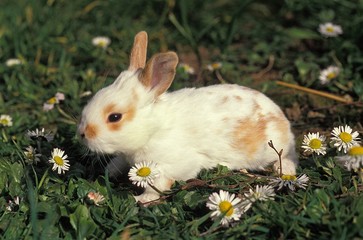 Dwarf Domestic Rabbit, young among Flowers