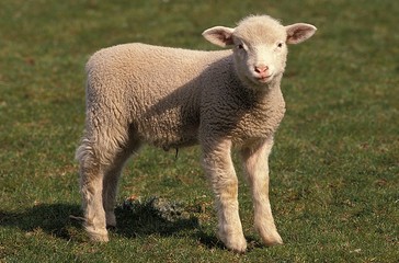 Ile de France Domestic Sheep, Lamb, a French Breed