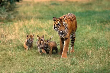 Fototapeten Sumatran Tiger, panthera tigris sumatrae, Mother and Cub © slowmotiongli